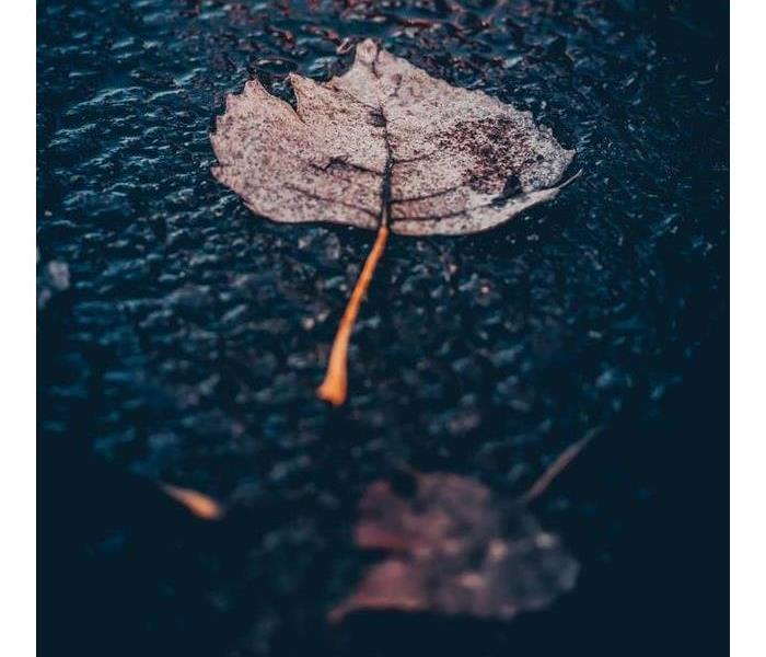 leaves floating in puddle